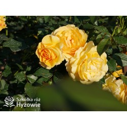 Friendship Forever™ Duży, pełny kwiat, o urokliwej żółtej barwie, bardzo przyjemnie pachnie. Ciemnozielone liście. Niski  krzew