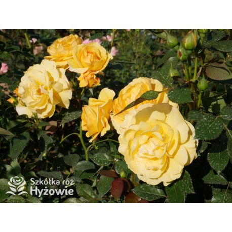 Friendship Forever™ Duży, pełny kwiat, o urokliwej żółtej barwie, bardzo przyjemnie pachnie. Ciemnozielone liście. Niski  krzew