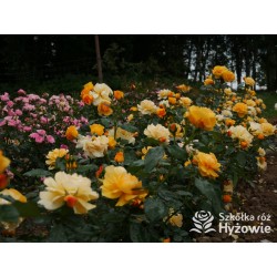 Friendship Forever™ Duży, pełny kwiat, o urokliwej żółtej barwie, bardzo przyjemnie pachnie. Ciemnozielone liście. Niski  krzew