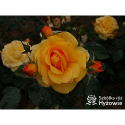 Friendship Forever™ Duży, pełny kwiat, o urokliwej żółtej barwie, bardzo przyjemnie pachnie. Ciemnozielone liście. Niski  krzew