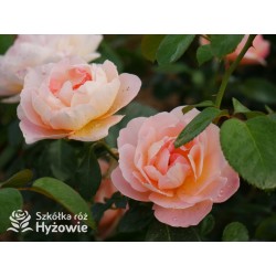 From far away™ Duże, pełne kwiaty, morelowej barwy, przyjemnie pachną. Niski krzew.