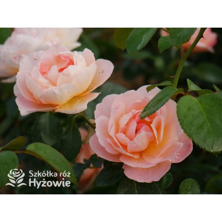 From far away™ Duże, pełne kwiaty, morelowej barwy, przyjemnie pachną. Niski krzew.