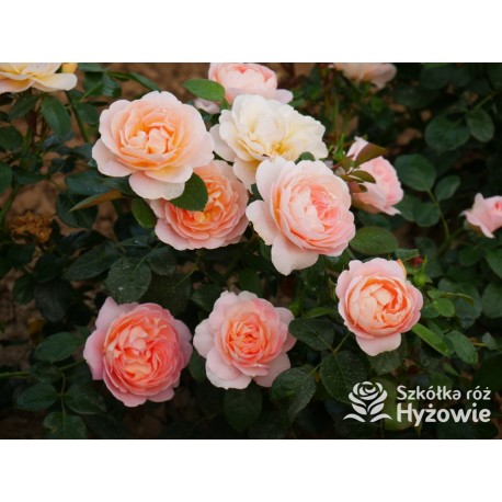 From far away™ Duże, pełne kwiaty, morelowej barwy, przyjemnie pachną. Niski krzew.