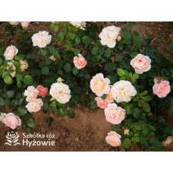 From far away™ Duże, pełne kwiaty, morelowej barwy, przyjemnie pachną. Niski krzew.