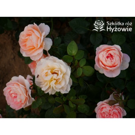 From far away™ Duże, pełne kwiaty, morelowej barwy, przyjemnie pachną. Niski krzew.