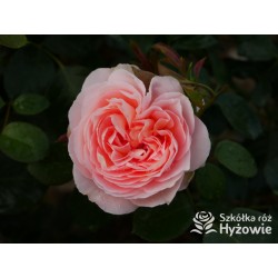 From far away™ Duże, pełne kwiaty, morelowej barwy, przyjemnie pachną. Niski krzew.