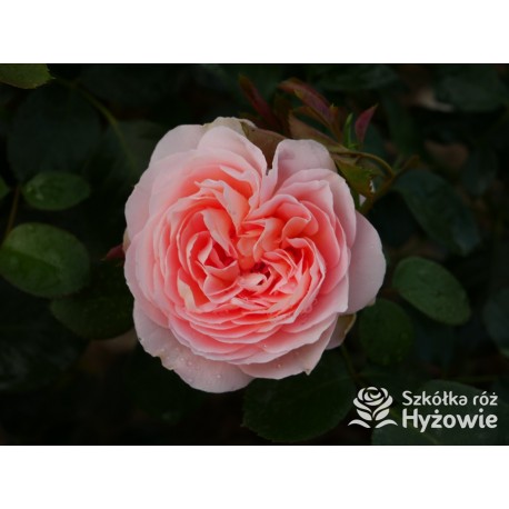 From far away™ Duże, pełne kwiaty, morelowej barwy, przyjemnie pachną. Niski krzew.