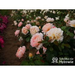 From far away™ Duże, pełne kwiaty, morelowej barwy, przyjemnie pachną. Niski krzew.