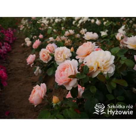 From far away™ Duże, pełne kwiaty, morelowej barwy, przyjemnie pachną. Niski krzew.