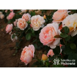 From far away™ Duże, pełne kwiaty, morelowej barwy, przyjemnie pachną. Niski krzew.