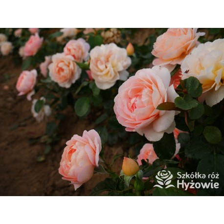 From far away™ Duże, pełne kwiaty, morelowej barwy, przyjemnie pachną. Niski krzew.