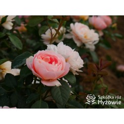 From far away™ Duże, pełne kwiaty, morelowej barwy, przyjemnie pachną. Niski krzew.