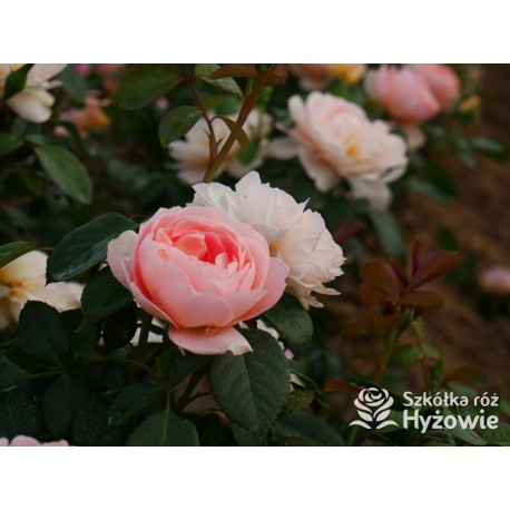 From far away™ Duże, pełne kwiaty, morelowej barwy, przyjemnie pachną. Niski krzew.