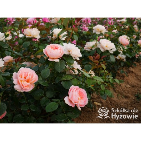 From far away™ Duże, pełne kwiaty, morelowej barwy, przyjemnie pachną. Niski krzew.