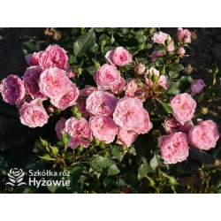 I am grateful™ Małe, urokliwe kwiaty, różowej barwy. Niski krzew.