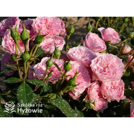 I am grateful™ Małe, urokliwe kwiaty, różowej barwy. Niski krzew.