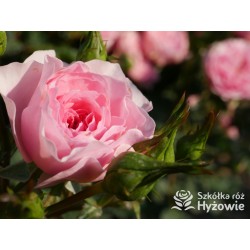 I am grateful™ Małe, urokliwe kwiaty, różowej barwy. Niski krzew.