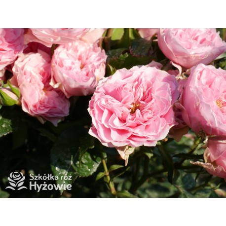 I am grateful™ Małe, urokliwe kwiaty, różowej barwy. Niski krzew.