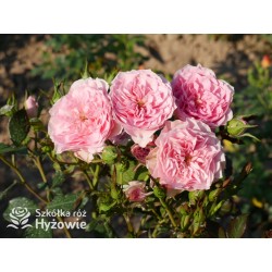 I am grateful™ Małe, urokliwe kwiaty, różowej barwy. Niski krzew.