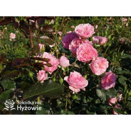 I am grateful™ Małe, urokliwe kwiaty, różowej barwy. Niski krzew.