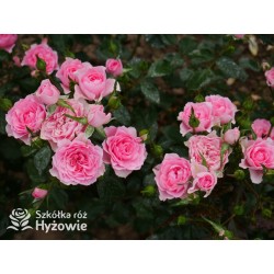 I am grateful™ Małe, urokliwe kwiaty, różowej barwy. Niski krzew.