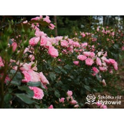 I am grateful™ Małe, urokliwe kwiaty, różowej barwy. Niski krzew.