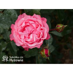 I have a dream™  Duży kwiat, nabity płatkami, przyjemnie pachnie, różowej barwy. Niski krzew.