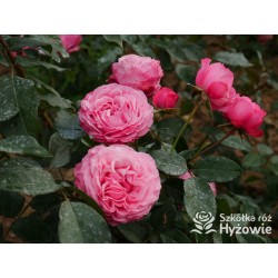 I have a dream™  Duży kwiat, nabity płatkami, przyjemnie pachnie, różowej barwy. Niski krzew.