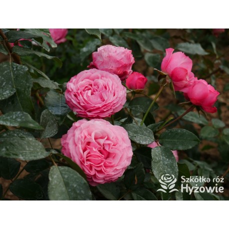 I have a dream™  Duży kwiat, nabity płatkami, przyjemnie pachnie, różowej barwy. Niski krzew.