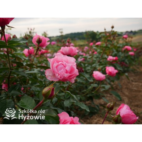 I have a dream™  Duży kwiat, nabity płatkami, przyjemnie pachnie, różowej barwy. Niski krzew.