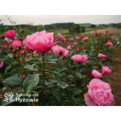 I have a dream™  Duży kwiat, nabity płatkami, przyjemnie pachnie, różowej barwy. Niski krzew.