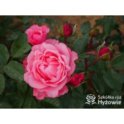 I have a dream™  Duży kwiat, nabity płatkami, przyjemnie pachnie, różowej barwy. Niski krzew.