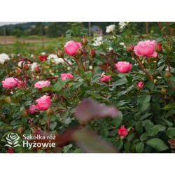 I have a dream™  Duży kwiat, nabity płatkami, przyjemnie pachnie, różowej barwy. Niski krzew.