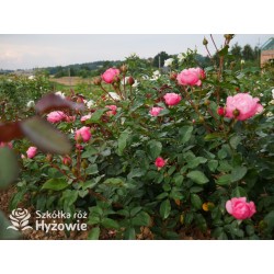 I have a dream™  Duży kwiat, nabity płatkami, przyjemnie pachnie, różowej barwy. Niski krzew.