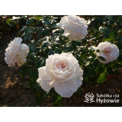 Royal Diva™  Pokaźne kwiaty, nabite płatkami, kremowej barwy, bardzo intensywnie pachnie. Lśniący liść. Niski krzew.