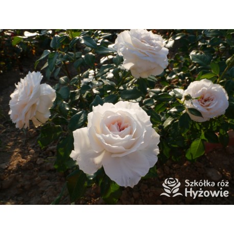 Royal Diva™  Pokaźne kwiaty, nabite płatkami, kremowej barwy, bardzo intensywnie pachnie. Lśniący liść. Niski krzew.