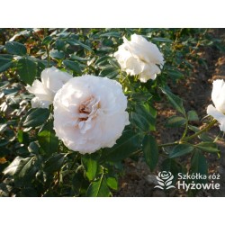 Royal Diva™  Pokaźne kwiaty, nabite płatkami, kremowej barwy, bardzo intensywnie pachnie. Lśniący liść. Niski krzew.