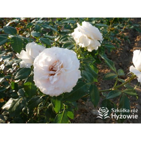 Royal Diva™  Pokaźne kwiaty, nabite płatkami, kremowej barwy, bardzo intensywnie pachnie. Lśniący liść. Niski krzew.