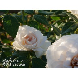 Royal Diva™  Pokaźne kwiaty, nabite płatkami, kremowej barwy, bardzo intensywnie pachnie. Lśniący liść. Niski krzew.