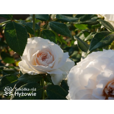 Royal Diva™  Pokaźne kwiaty, nabite płatkami, kremowej barwy, bardzo intensywnie pachnie. Lśniący liść. Niski krzew.