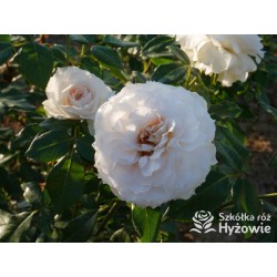 Royal Diva™  Pokaźne kwiaty, nabite płatkami, kremowej barwy, bardzo intensywnie pachnie. Lśniący liść. Niski krzew.