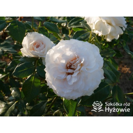 Royal Diva™  Pokaźne kwiaty, nabite płatkami, kremowej barwy, bardzo intensywnie pachnie. Lśniący liść. Niski krzew.