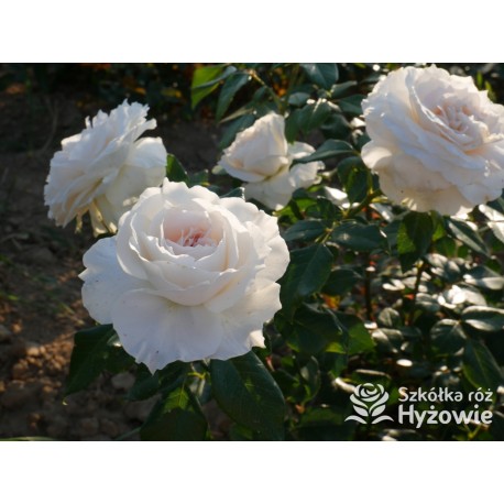 Royal Diva™  Pokaźne kwiaty, nabite płatkami, kremowej barwy, bardzo intensywnie pachnie. Lśniący liść. Niski krzew.