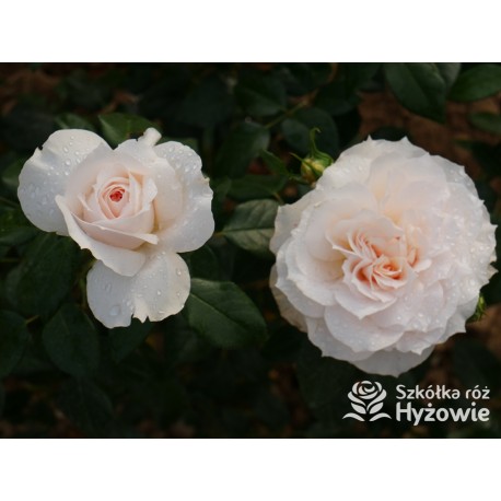 Royal Diva™  Pokaźne kwiaty, nabite płatkami, kremowej barwy, bardzo intensywnie pachnie. Lśniący liść. Niski krzew.