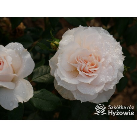 Royal Diva™  Pokaźne kwiaty, nabite płatkami, kremowej barwy, bardzo intensywnie pachnie. Lśniący liść. Niski krzew.