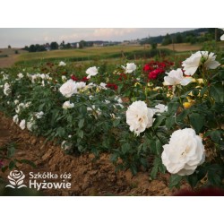 Royal Diva™  Pokaźne kwiaty, nabite płatkami, kremowej barwy, bardzo intensywnie pachnie. Lśniący liść. Niski krzew.