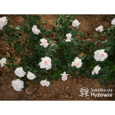 Royal Diva™  Pokaźne kwiaty, nabite płatkami, kremowej barwy, bardzo intensywnie pachnie. Lśniący liść. Niski krzew.