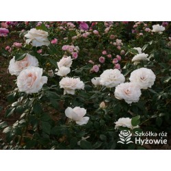 Royal Diva™  Pokaźne kwiaty, nabite płatkami, kremowej barwy, bardzo intensywnie pachnie. Lśniący liść. Niski krzew.