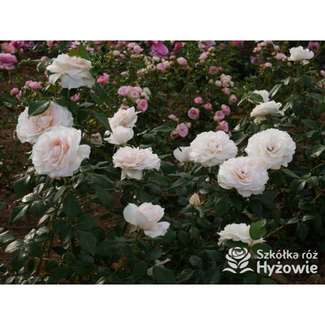 Royal Diva™  Pokaźne kwiaty, nabite płatkami, kremowej barwy, bardzo intensywnie pachnie. Lśniący liść. Niski krzew.