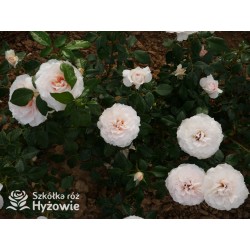 Royal Diva™  Pokaźne kwiaty, nabite płatkami, kremowej barwy, bardzo intensywnie pachnie. Lśniący liść. Niski krzew.